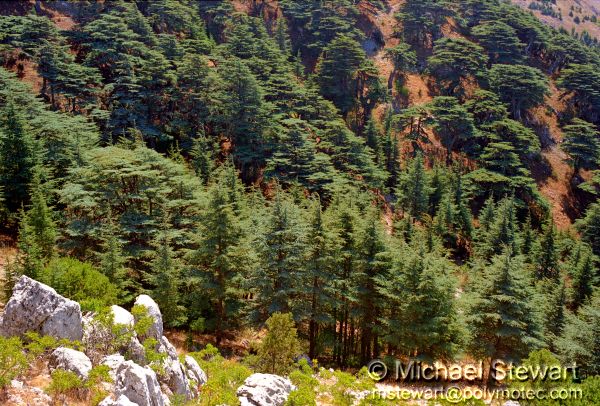 Masser ech-Chouf Lebanese Cedar Forest